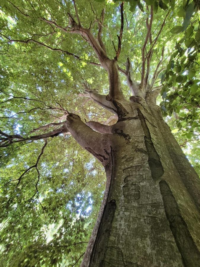 Grande Tente Tipi En Pleine Foret Burzet Exterior photo